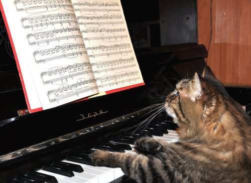 На основе мяуканья ученые создали специальную музыку для кошек