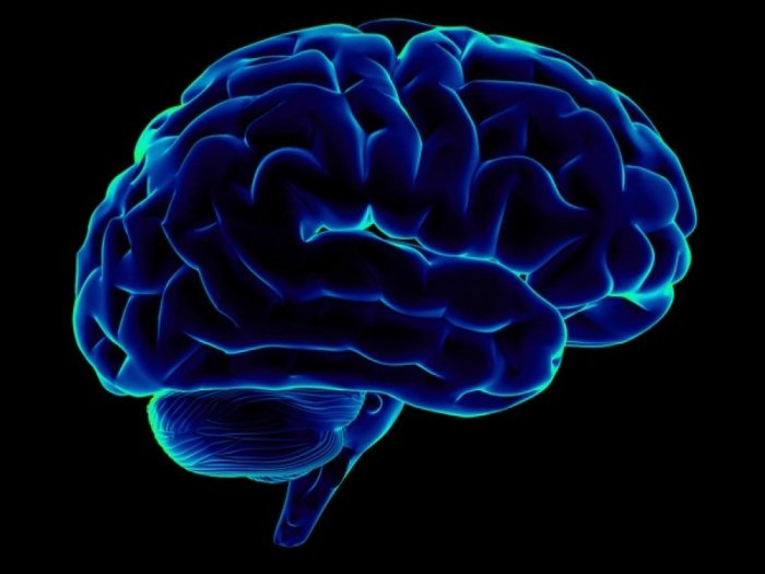 Ученые выяснили, как любовь влияет на мозг человека