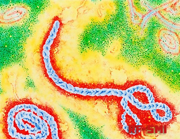 Лихорадка Эбола выходит из под контроля.