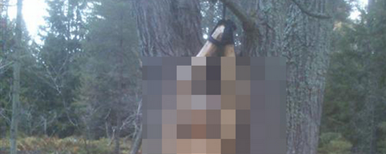 Житель Карелии на кладбище напал на сестер, ограбил, изнасиловал и привязал к дереву!