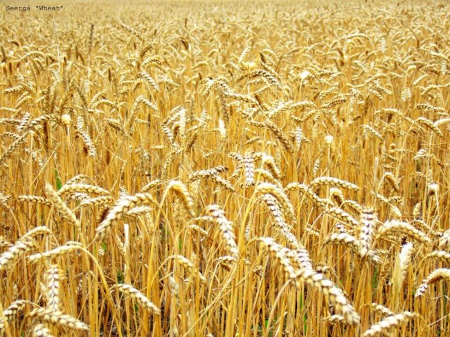 В Россию начали вывозить зерно из Луганской Народной Республики