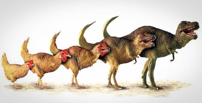 Курица оказалась ближайшим «родственником» динозавра