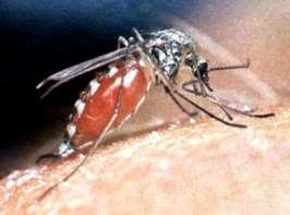 В Африке появились неуязвимые разносчики малярии.