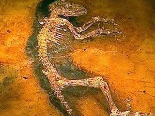 Ученые обнаружили останки древней рептилии, жившей до динозавров