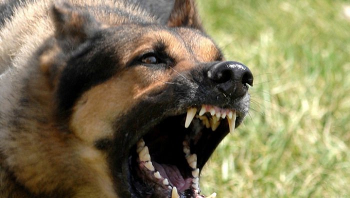 В Челябинске агрессивные собаки загрызли свою пожилую хозяйку