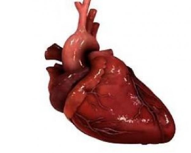 Ученые создали уникальный протез сердца, без пульса и сердцебиения