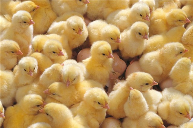 В Новосибирской области при пожаре на птицефабрике задохнулись 12 тыс. цыплят