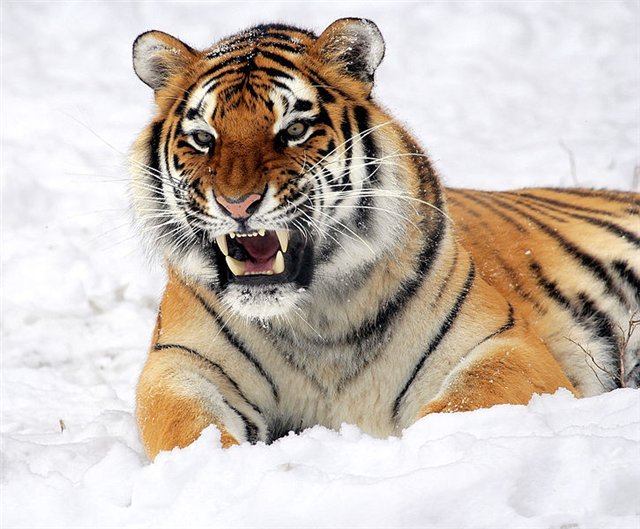 Тигр напал на пьяную школьницу в барнаульском зоопарке