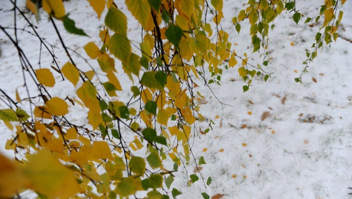 В северных районах Среднего Урала 10 сентября выпал первый снег.