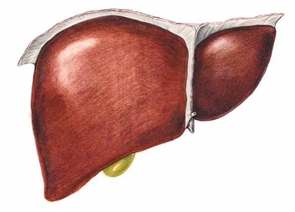 Новый метод консервации донорской печени – прорыв в трансплантологии