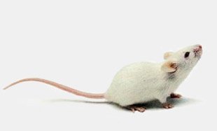 Биологи научились при помощи света блокировать боль у мышей