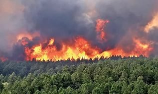 В Житомирской области Украины  горит около 60 гектаров леса