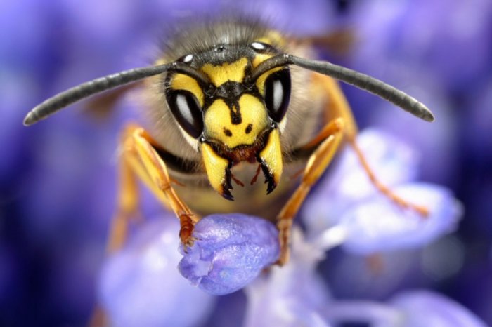 Ученые выяснили, как яд бразильской осы убивает раковые клетки