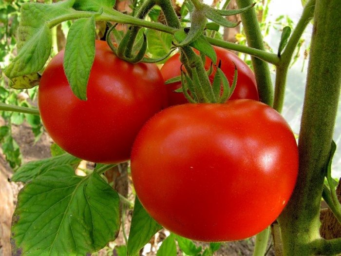 Россия заподозрила Азербайджан в поставках  турецких томатов