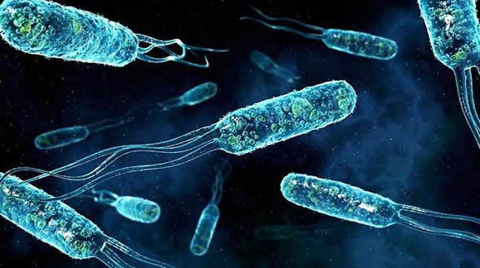 Учёные выявили способность бактерий заниматься сексом.