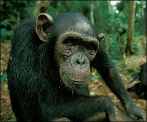 Ученые узнали, зачем шимпанзе бросают камни в деревья.