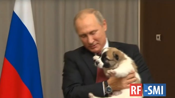 В. Путину подарили щенка алабая по кличке Верный