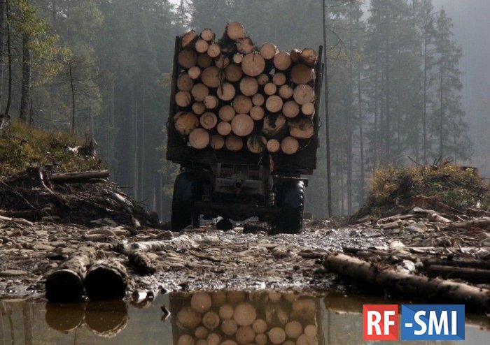 На Украине в 7 раз увеличились объёмы незаконной вырубки лесов
