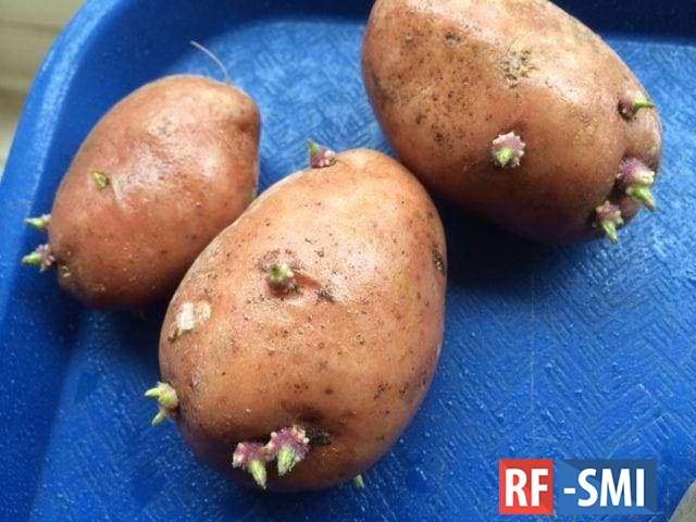 Из-за дефицита жителям Украины предложат кормовой картофель