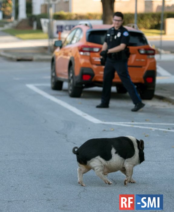Полицейские Флориды почти час ловили беглую свинью