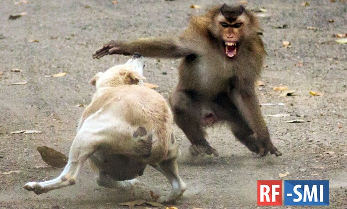 В Индии обезьяны "казнили" 250 собак из-за гибели детеныша приматов