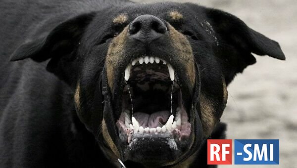 Собака насмерть загрызла шестилетнего ребенка в Тверской области