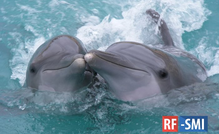 Путин подписал закон о запрете на промышленный вылов дельфинов и китов