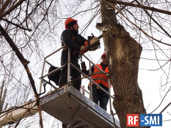 Нижегородские депутаты попросили Минприроды РФ изменить правила вырубки аварийных деревьев