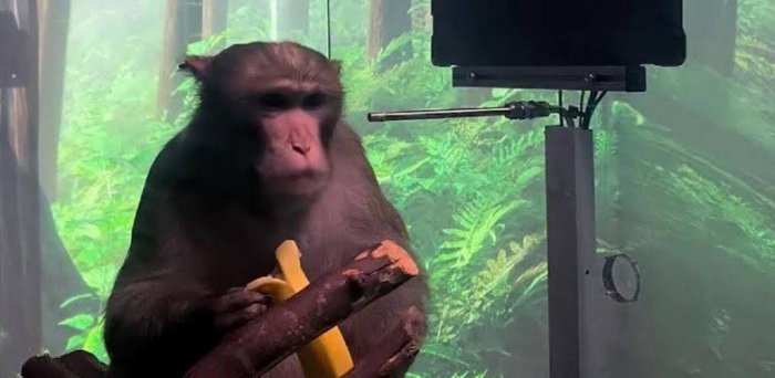 15 из 23 обезьян с мозговыми чипами от Neuralink Илона Маска погибли
