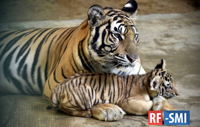 В зоопарке Бангладеш родились два бенгальских тигренка
