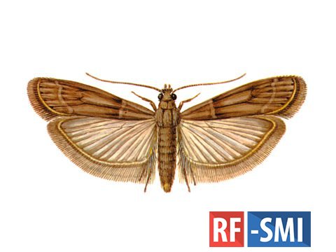 Считавшееся исчезнувшим более 100 лет насекомое случайно нашли в багаже туриста