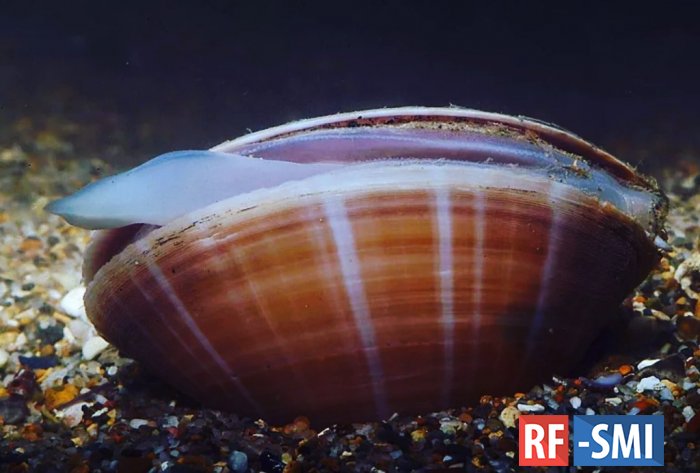 Впервые обнаружен пещерный двустворчатый моллюск