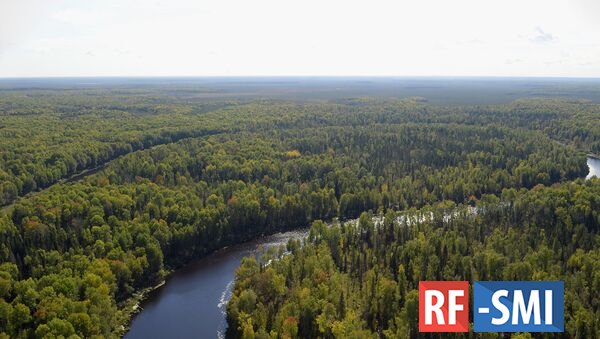 Российские леса поглощают от 200 до 400 млн тонн углерода в год