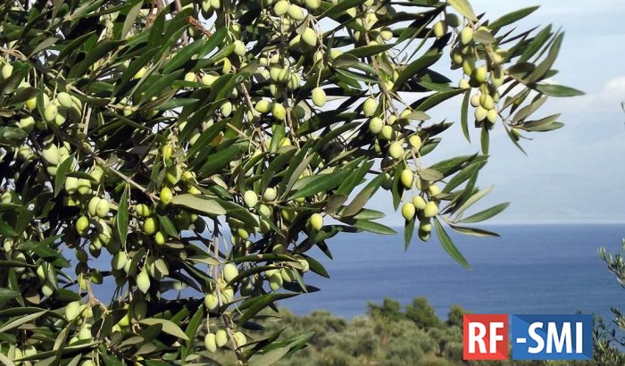 Оливковые деревья начали выращивать примерно 7 тыс. лет назад
