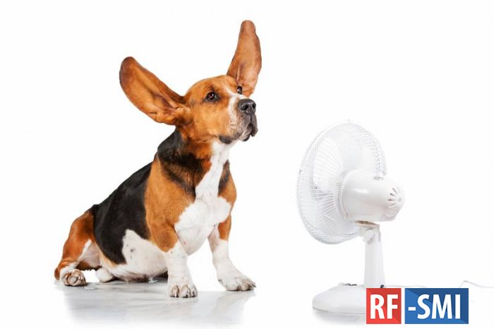 Ветеринар назвал способ помочь собакам пережить жару