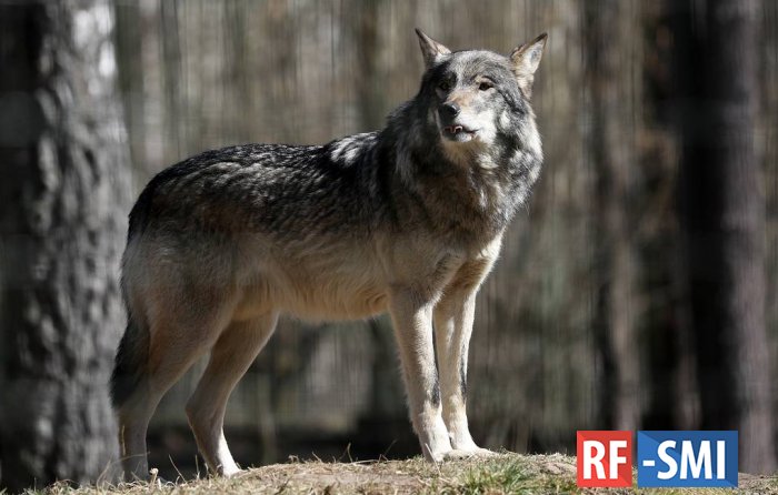 Собаки из Евразии и Африки произошли от разных групп волков