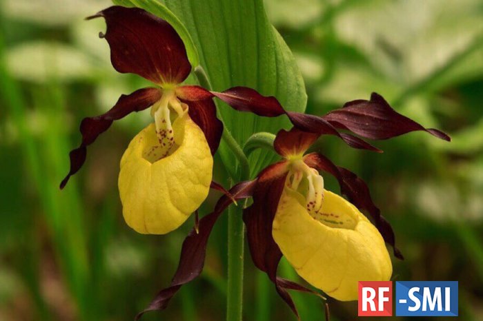 В Забайкалье обнаружили три вида орхидей из Красной книги России
