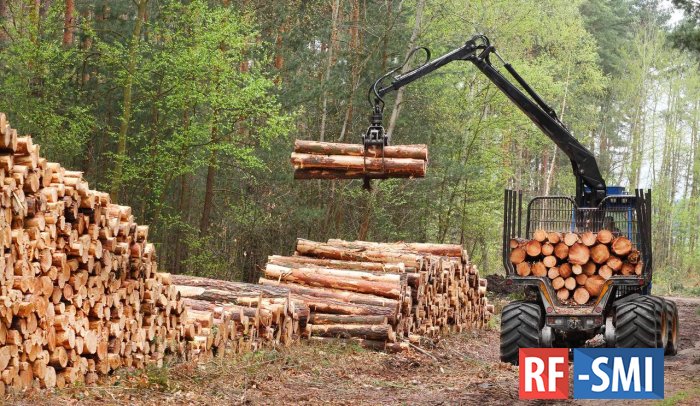 Заготовка древесины в России снизилась на 4,5%, — Рослесинфорг