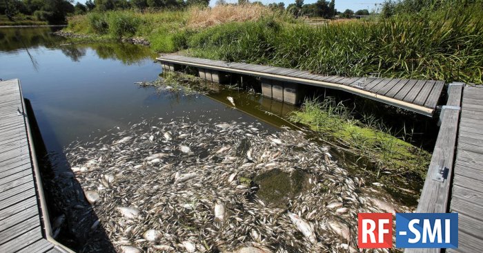 Крайнего в экологической катастрофе на реке Одра пока не нашли