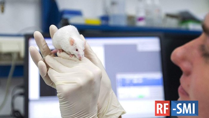 Стимуляция роста нейронов восстановила память у мышей с болезнью Альцгеймера