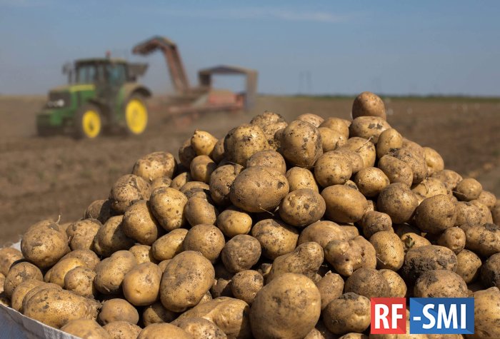 Ивановские аграрии смогут вернуть часть затрат на выращивание картофеля и овощей