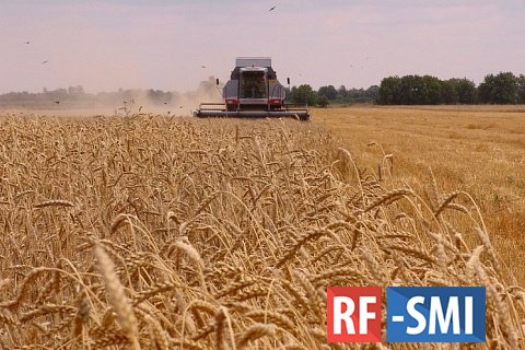 Минсельхоз США сохранил прогноз сбора пшеницы в РФ на уровне 91 млн тонн