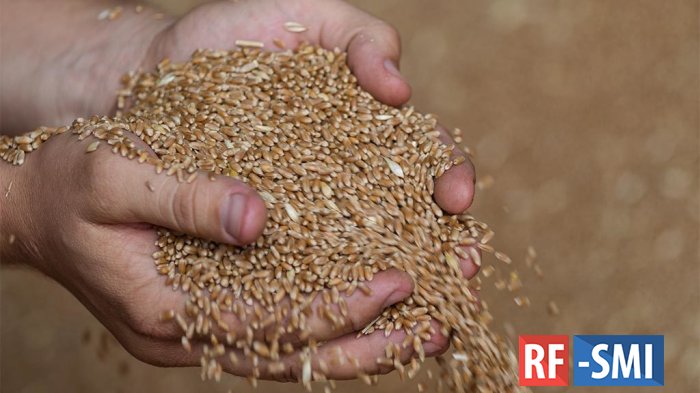 На Украине сообщили о сокращении площади посевов озимых зерновых на 40%