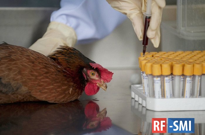 В Чехии забьют 220 тыс. заразившихся птичьим гриппом кур