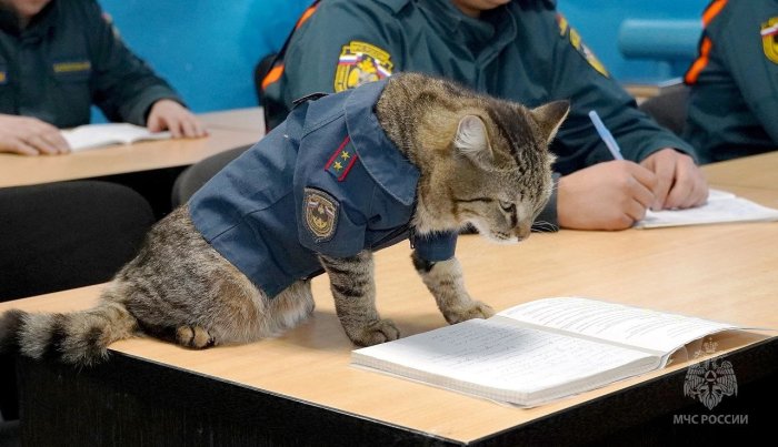 Кот-пожарный Семён поделился умилительными фотографиями с обучения
