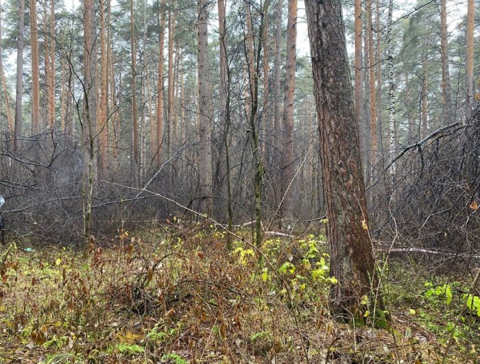 В Екатеринбурге обнаружили тело женщины без головы с кольцом на пальце В Екатеринбурге обнаружили тело женщины без головы с кольцом на пальце