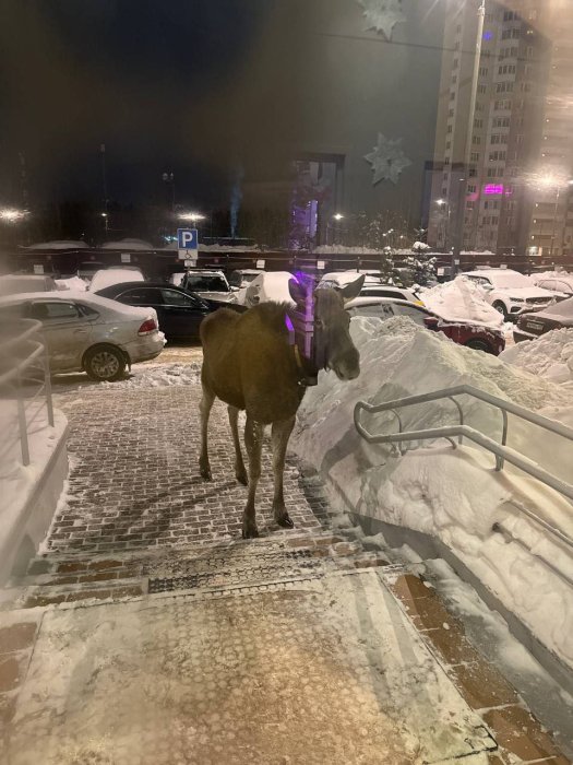 ���� ������ ���� �������� � ����� � ����������� ��-�� �������