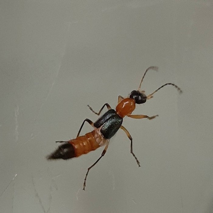 ��������� �������� ������� ���� ����, ������� �� ������� ����