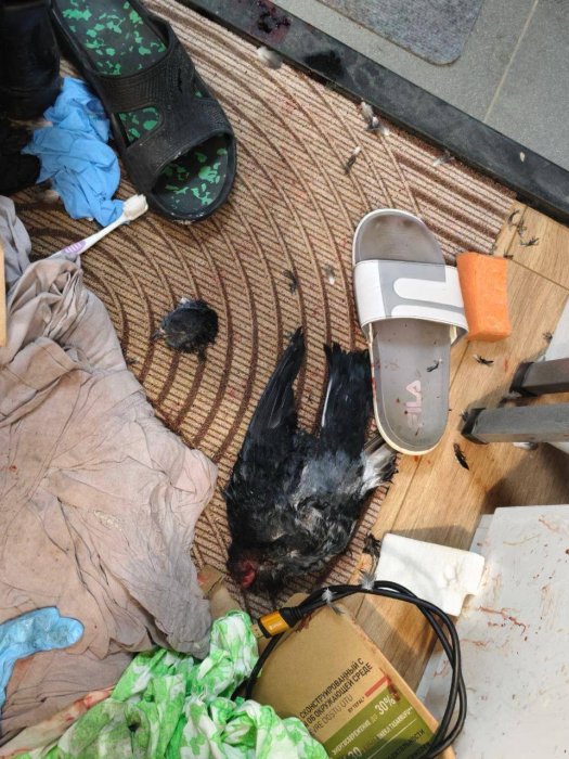 ������ ���������� ������� ���� �������, ������ ��� �����������