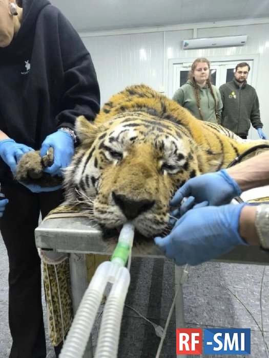 ��������� �����, ������� ������ � ������ ���� � ��������, �������